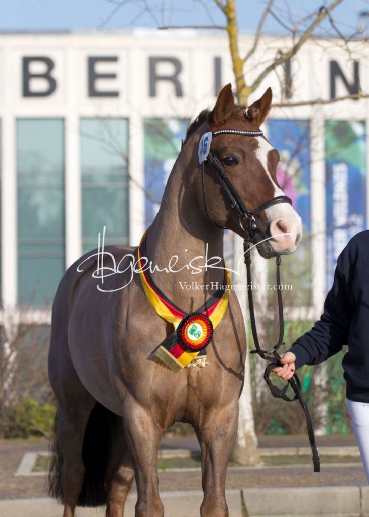 Bundeschampionatsqualifikation Heide 6