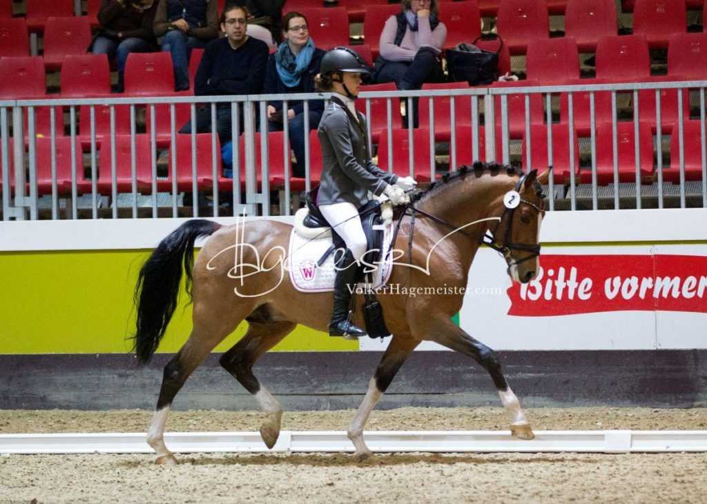 Bundeschampionatsqualifikation Heide 14