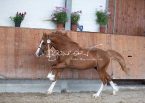 Sommerkörung ZfdP Grevenbroich 1