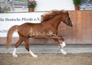 Sommerkörung ZfdP Grevenbroich 2