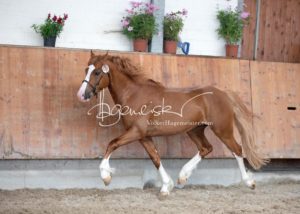 Sommerkörung ZfdP Grevenbroich 3