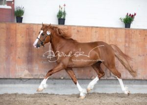 Sommerkörung ZfdP Grevenbroich 4