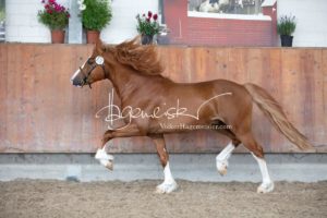 Sommerkörung ZfdP Grevenbroich 5