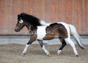 Sommerkörung ZfdP Grevenbroich 8