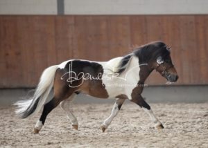 Sommerkörung ZfdP Grevenbroich 9