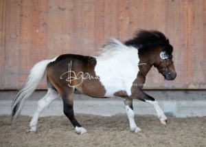 Sommerkörung ZfdP Grevenbroich 10