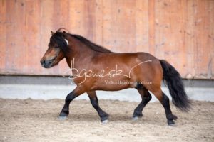 Sommerkörung ZfdP Grevenbroich 12