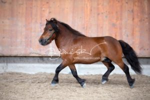 Sommerkörung ZfdP Grevenbroich 13