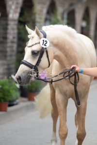 Sommerkörung ZfdP Grevenbroich 16