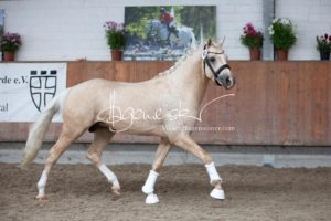 Sommerkörung ZfdP Grevenbroich 17