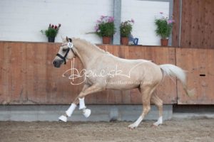 Sommerkörung ZfdP Grevenbroich 18