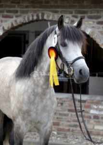 Sommerkörung ZfdP Grevenbroich 24