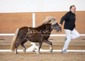 PSB Körung Sonntag 1