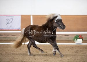 PSB Körung Sonntag 2