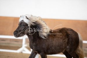 PSB Körung Sonntag 3