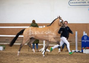 PSB Körung Samstag 1