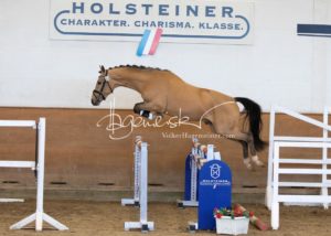 PSB Körung Samstag 3