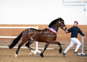 PSB Siegerhengste 10