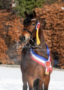 PSB Siegerhengste 11