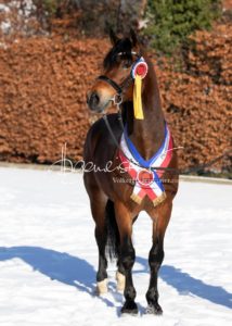 PSB Siegerhengste 12