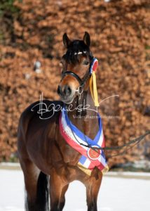 PSB Siegerhengste 13