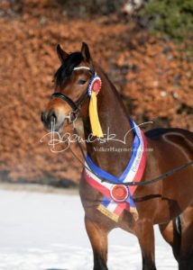 PSB Siegerhengste 14