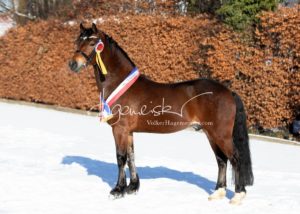 PSB Siegerhengste 15