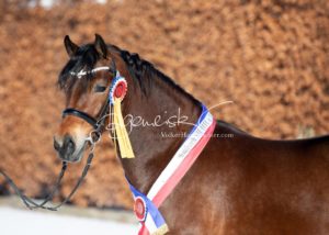 PSB Siegerhengste 16