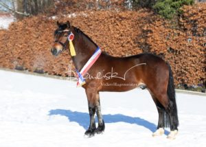 PSB Siegerhengste 17