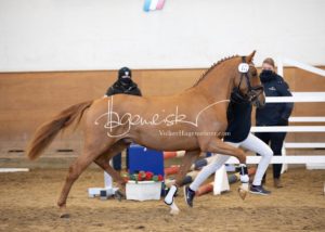 PSB Körung Samstag 4