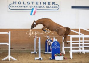 PSB Körung Samstag 5