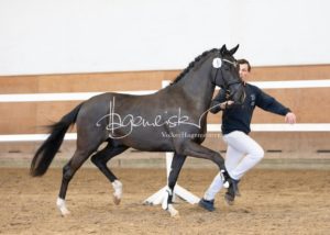 PSB Körung Samstag 6