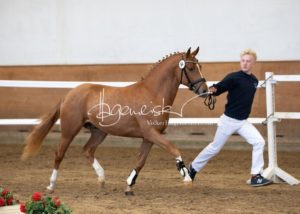 PSB Körung Samstag 8