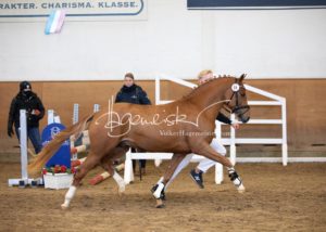 PSB Siegerhengste 19