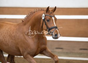 PSB Siegerhengste 20