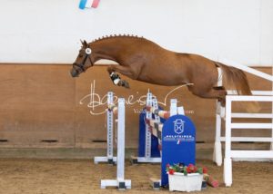 PSB Körung Samstag 11