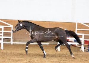 PSB Körung Samstag 12