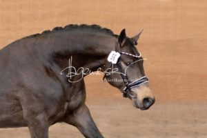 PSB Körung Samstag 13