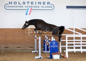 PSB Körung Samstag 14