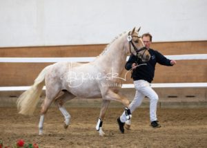 PSB Körung Samstag 15