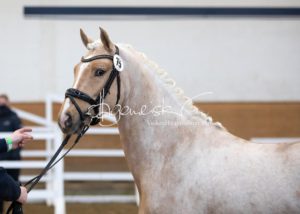 PSB Körung Samstag 16
