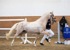 PSB Körung Samstag 17