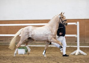 PSB Körung Samstag 18
