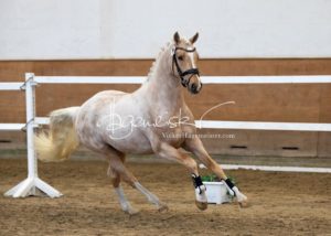 PSB Körung Samstag 19