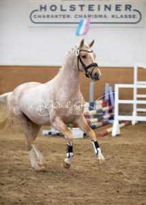 PSB Körung Samstag 20