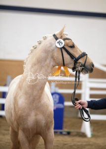 PSB Körung Samstag 22