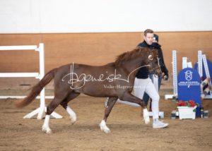 PSB Körung Samstag 23