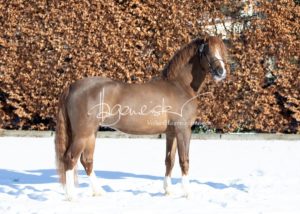 PSB Körung Samstag 24