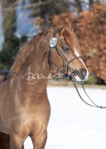 PSB Körung Samstag 25