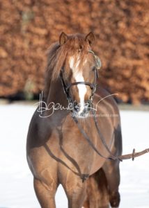 PSB Körung Samstag 26